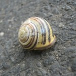 Schnecke